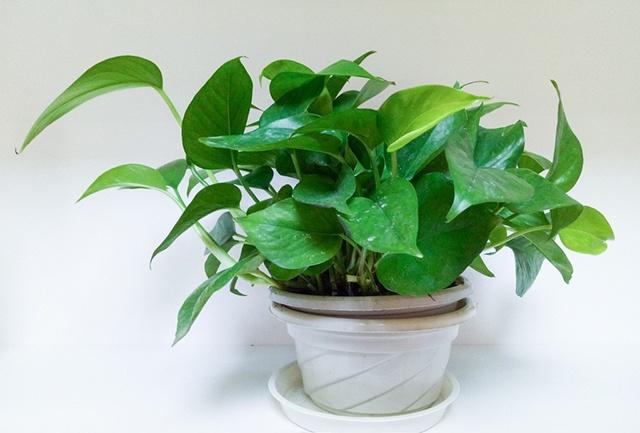 總經(jīng)理辦公室裝修放什么植物？