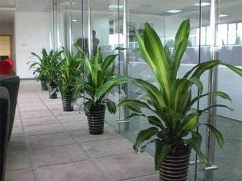 北京總經(jīng)理辦公室綠植該怎樣擺放設計？